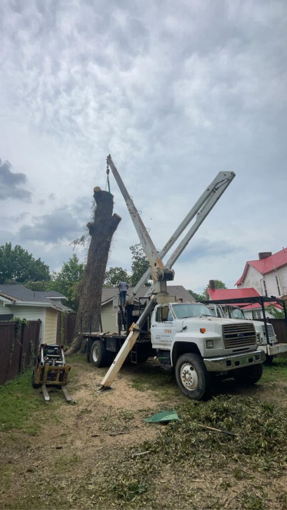 Tree Removal for Jace’s Tree & Stump Removal in Franklin, TN