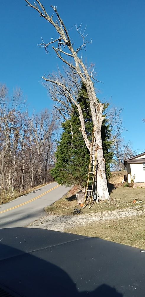 Fall and Spring Clean Up for Hayes Tree And HandyMan Services LLC in , 