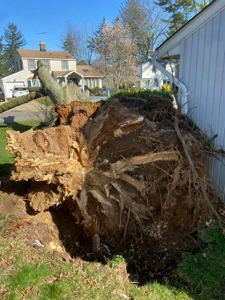 All Photos for Gold Coast Tree Experts in Nassau County, NY