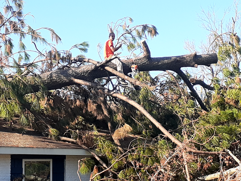 All Photos for Professional Tree Service USA in Chattanooga, TN