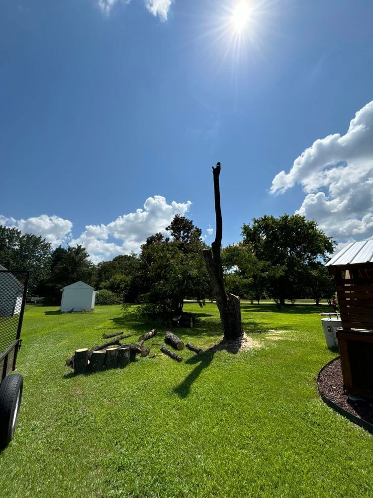 Our Tree Trimming service enhances the health and appearance of your trees, ensuring safety by removing dead branches while promoting growth; trust our experts for precise, professional care tailored to your landscape. for Total Tree Care in Erwin, North Carolina