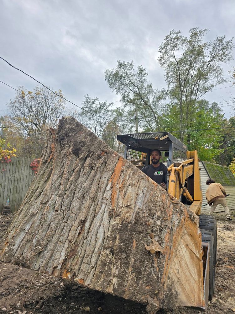 All Photos for D Hale Tree Service in Ann Arbor, MI
