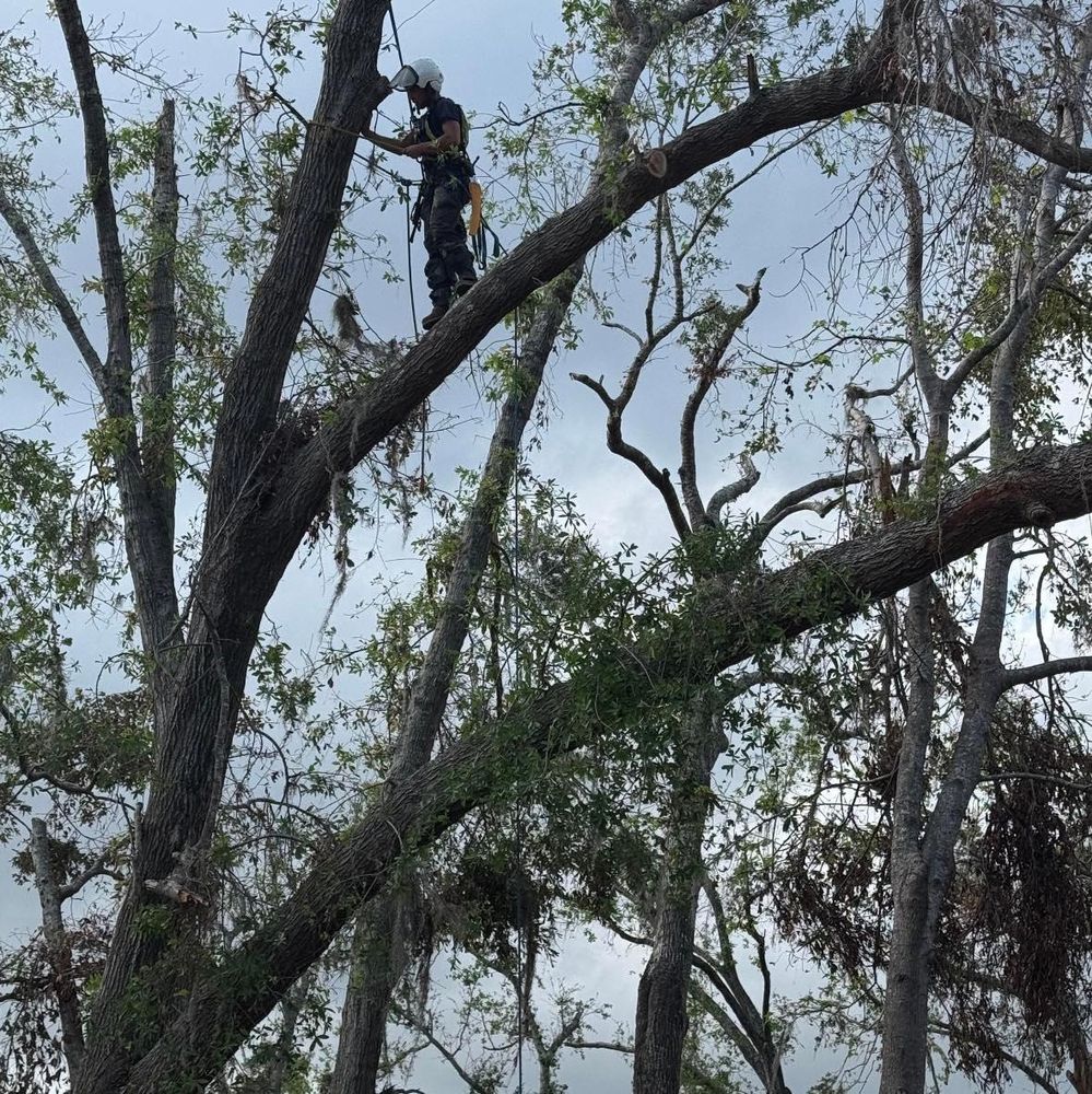 All Photos for Elevated Tree Care in Gillette, WY