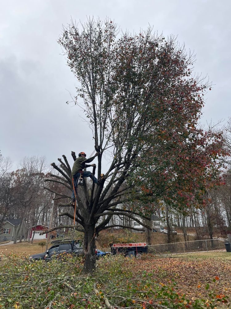 Enhance your property's safety and beauty with our expert Tree Trimming service, ensuring healthy growth, improved aesthetics, and reduced risks from overhanging branches. Trust our skilled team for optimal care. for Cassidy Tree Care in Santa Fe, TN