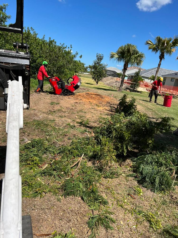 All Photos for TREE BOYS in Ruskin, FL