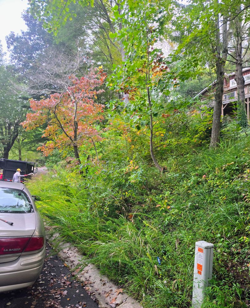 Clean ups and invasive plant management  for C4 TrueVision Renovations in Asheville, NC