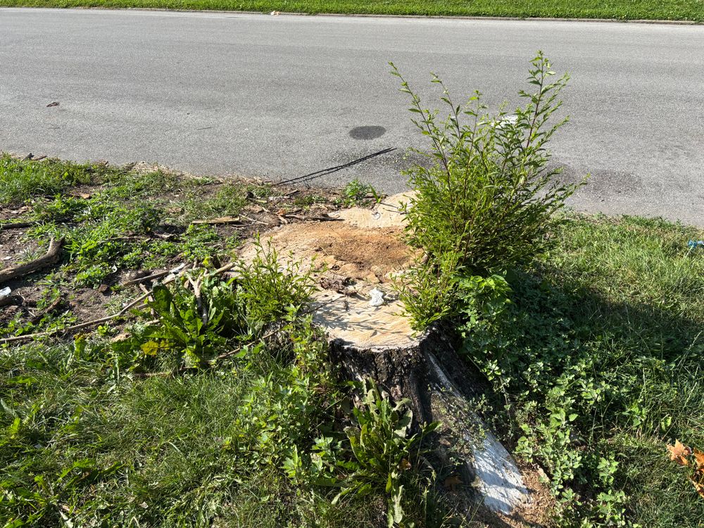 All Photos for Conrad's Stump Removal in Columbus, IN