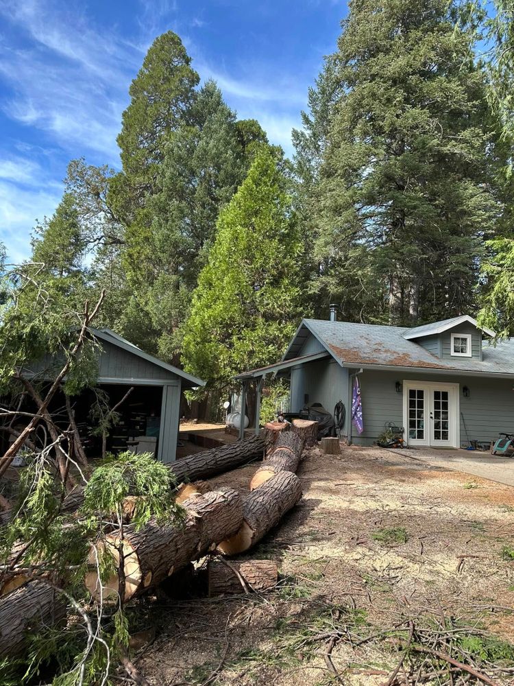 Tree Removal for Tyco Forest Management in Placerville, CA