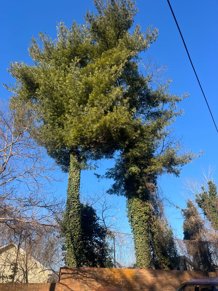 Tree Removal for Ground To Sky Tree Care in Asheville, North Carolina