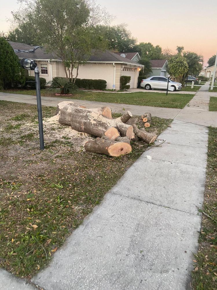 All Photos for Efficient and Reliable Tree Service in Lake Wales, FL