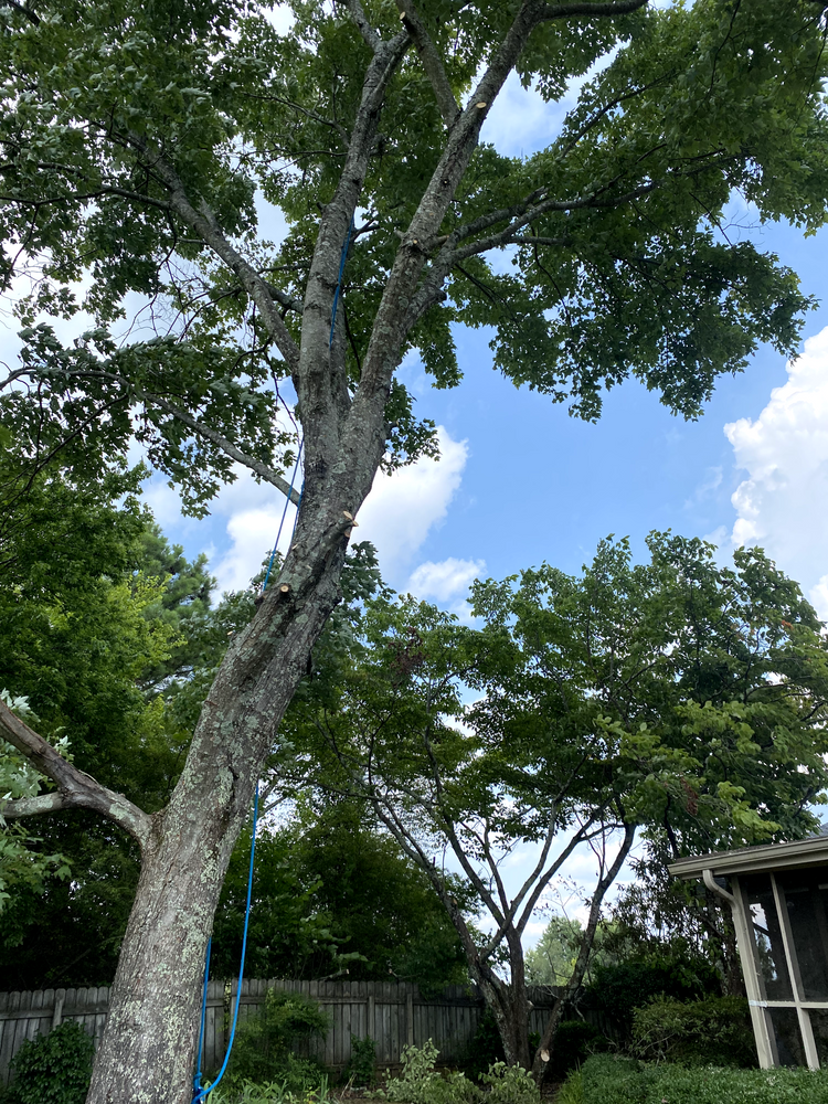 All Photos for Professional Tree Service USA in Chattanooga, TN