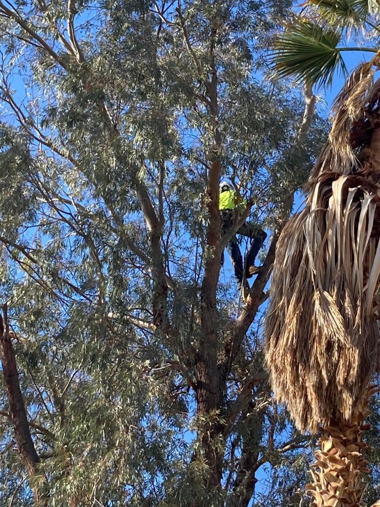 Defensible Space Management for The Tree Fairy in Ramona, CA