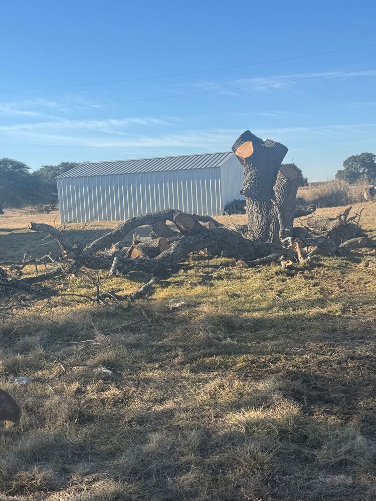 Tree Removal for Superior Lawn and Tree in Clifton, TX