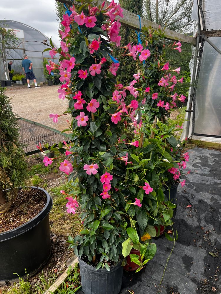 All Photos for Urban Lawn & Landscape in Oklahoma City, OK