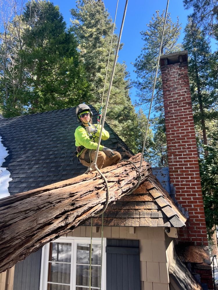 All Photos for Poseidon Valley Tree Service Corp in San Bernardino, CA