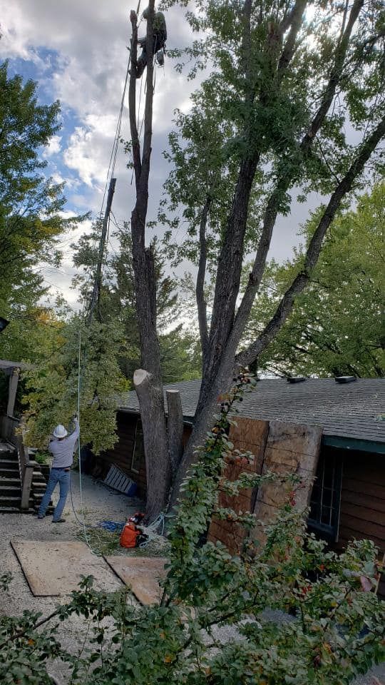 Tree Removal for Wenzels Tree Service LLC  in Bemidji, MN