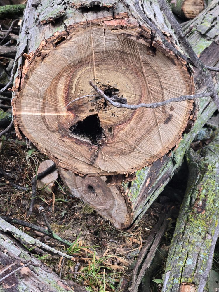 All Photos for Lawn Ranger Yard And Tree Service LLC in Ottumwa, IA