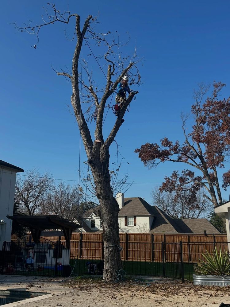 All Photos for Blu-J Tree Care in Arlington, TX