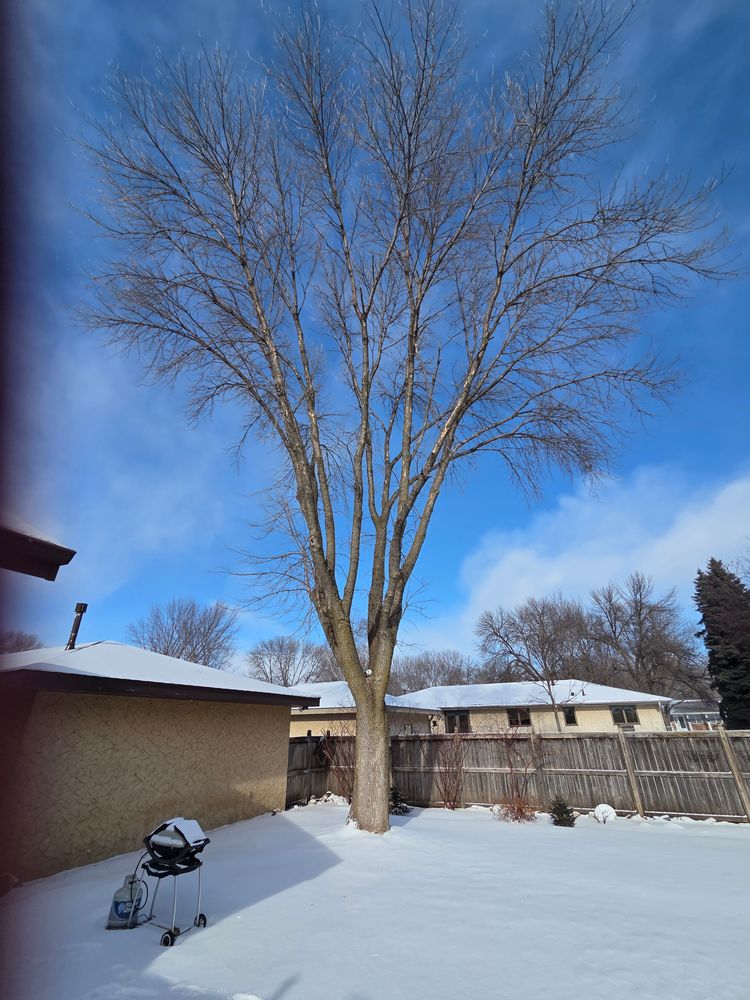 All Photos for K and Z Tree Care in Isanti County, MN