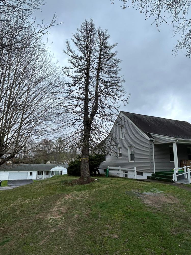 All Photos for NRV Tree Pro, LLC in Narrows, VA