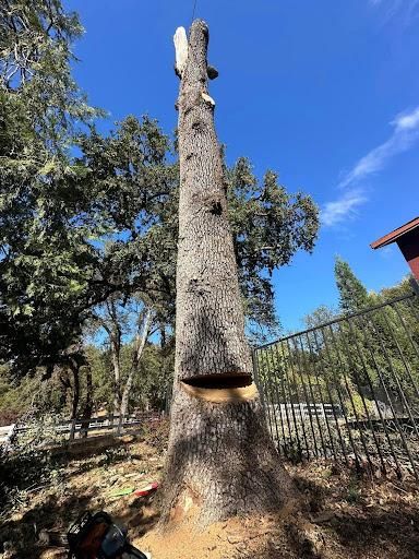 Tree Removal for Tyco Forest Management in Placerville, CA