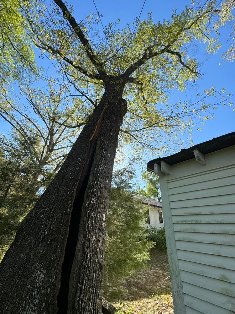 All Photos for Rawls Tree Care in Richmond, VA
