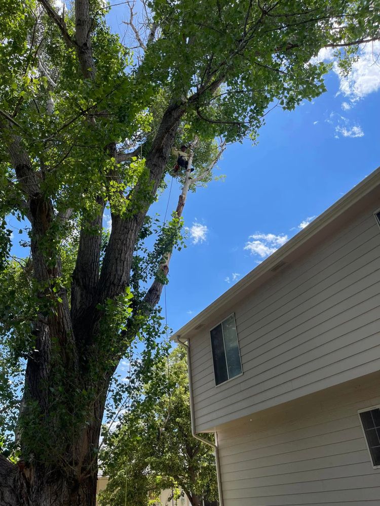 Other Services for Graham’s Tree Services in Pierce, CO