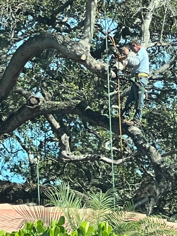 All Photos for ASAP Tree Service in Sebastian, FL