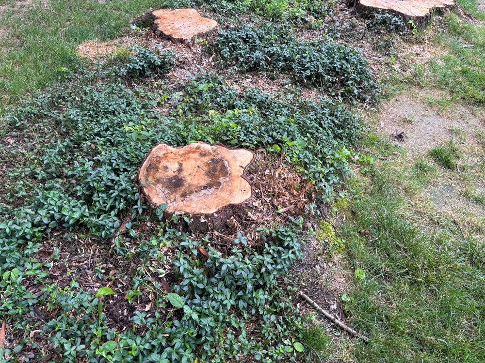 All Photos for Conrad's Stump Removal in Columbus, IN