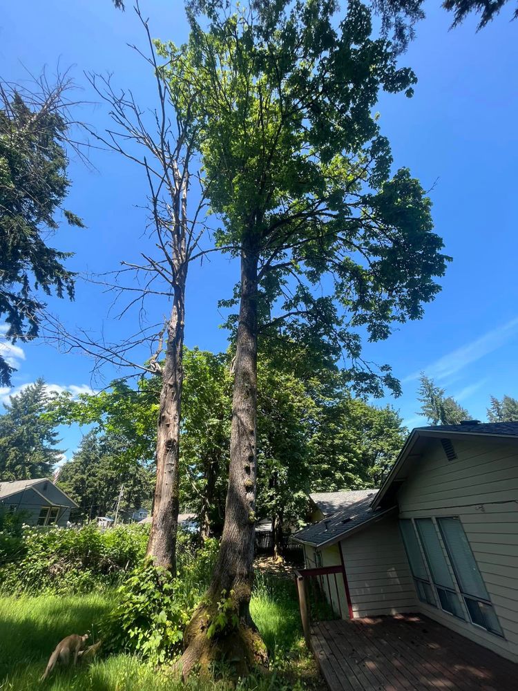 Tree Removal for Puget Sound Tree LLC in Bremerton, WA