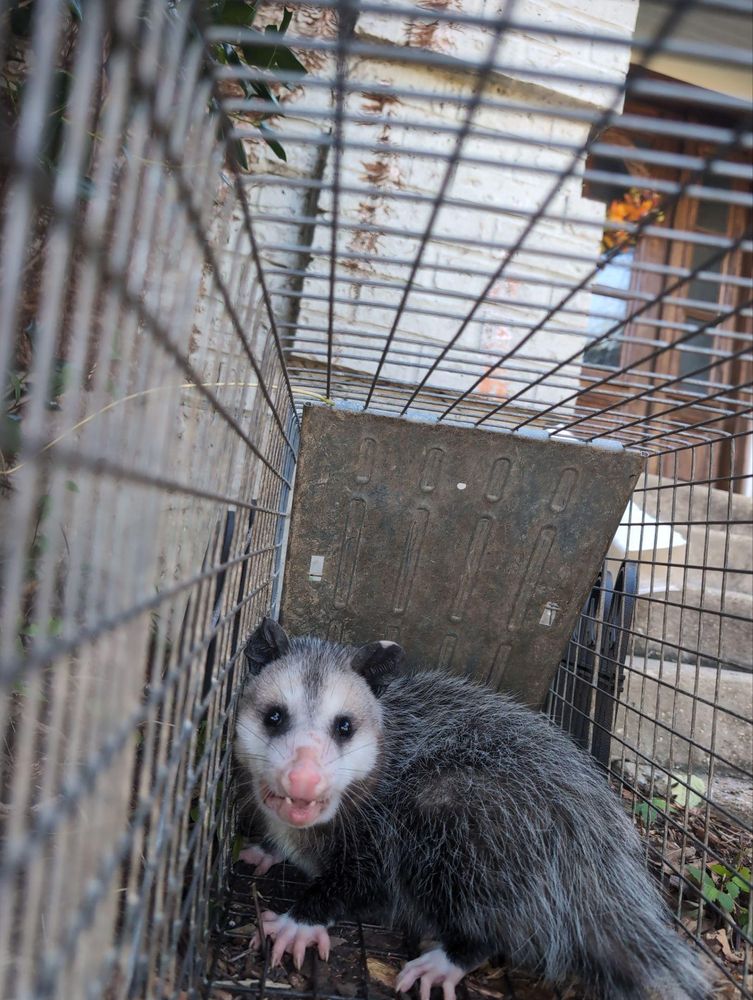 All Photos for Topper's Wildlife Removal in Garland, TX
