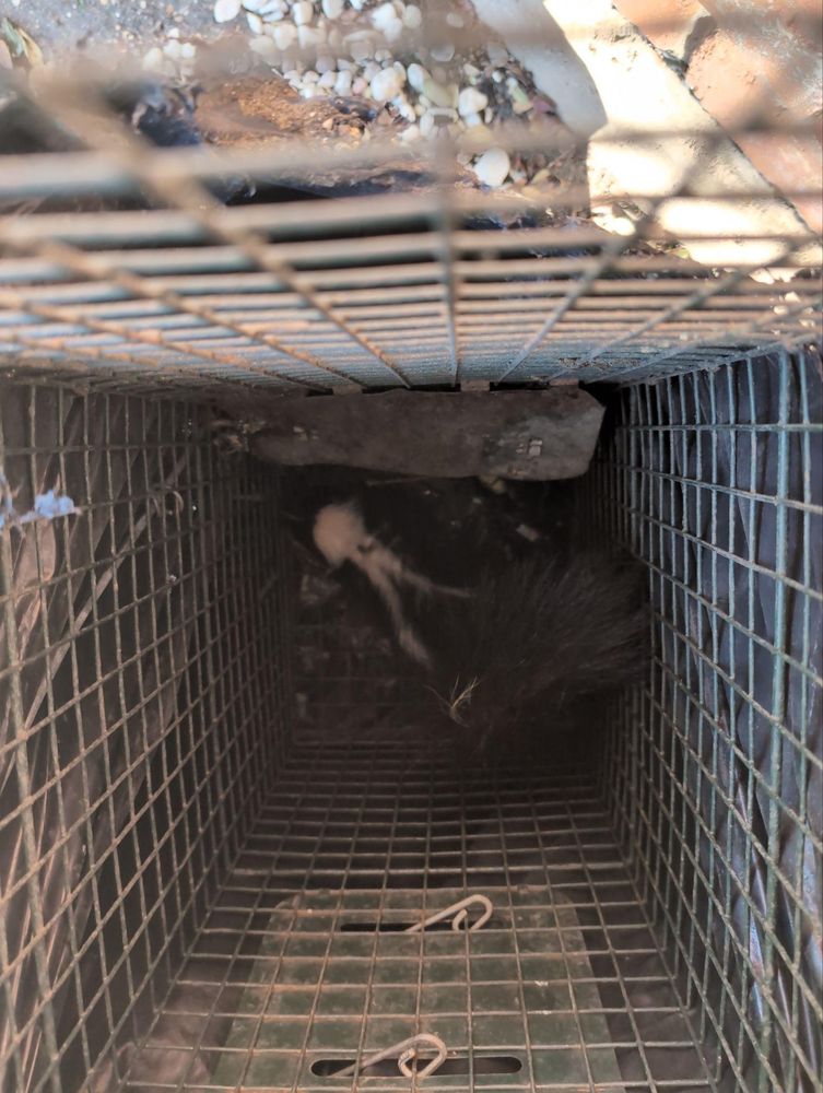 All Photos for Topper's Wildlife Removal in Garland, TX