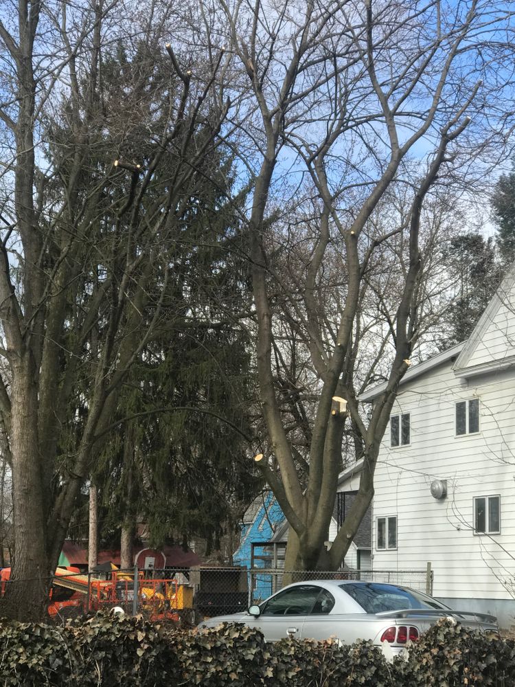 Tree Removal for Benjamin & Sons in Elmira, NY