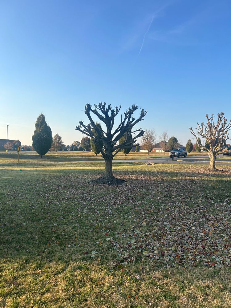 All Photos for Optimum Tree Service And Landscaping in Bowling Green, KY