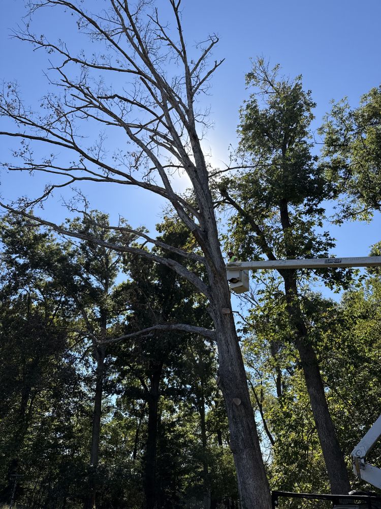 All Photos for Lightning Tree Service in Corydon, IN