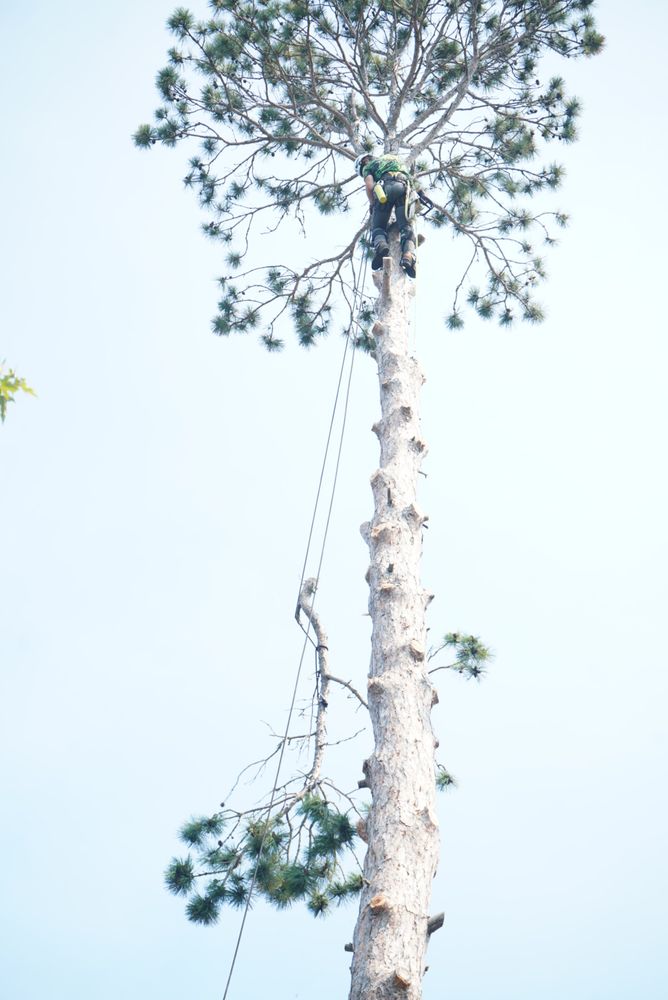 Tree Removal for Dan's tree service in Bemidji, MN