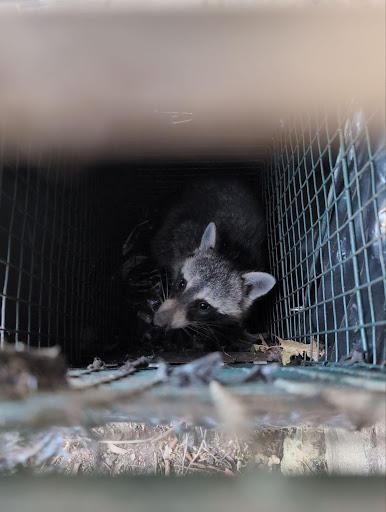 All Photos for Topper's Wildlife Removal in Garland, TX