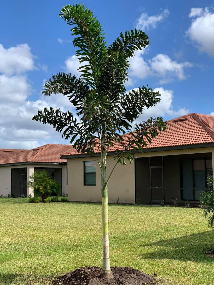 Landscaping for Plant World LLC in Cape Coral, FL
