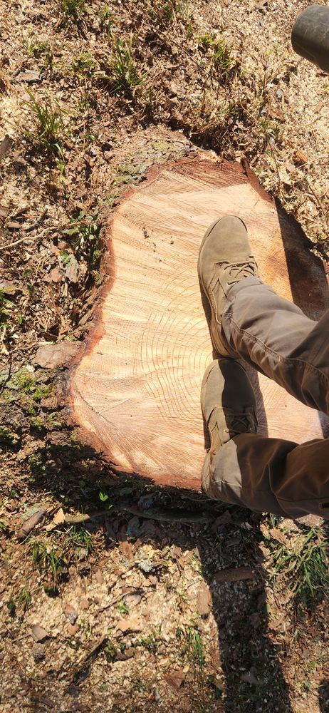 All Photos for Tree Fellers in Sumner County, TN