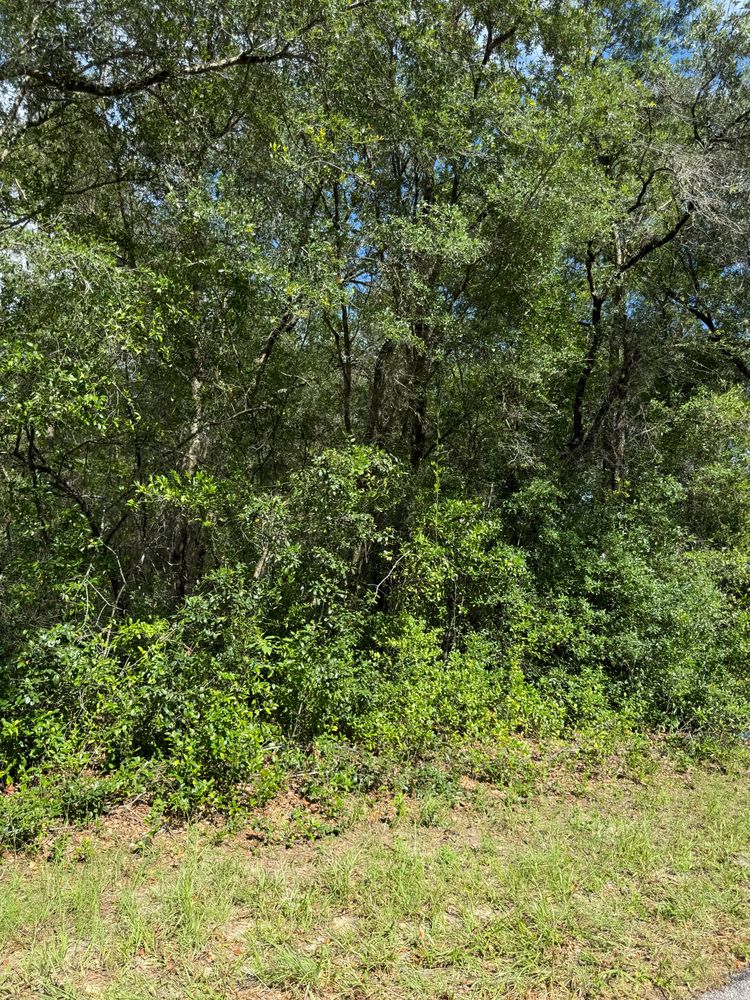 Land Clearing gallery for J & E Land Clearing, LLC. in Dunnellon, FL