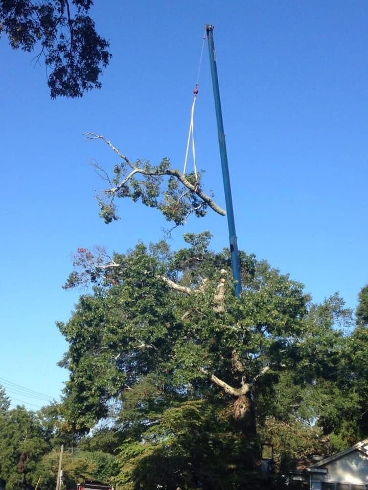 Tree Service for Paradise Landscaping and Tree Service in Greenville, SC