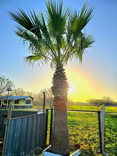 CRM Palm & Landscaping team in Rockport, TX - people or person