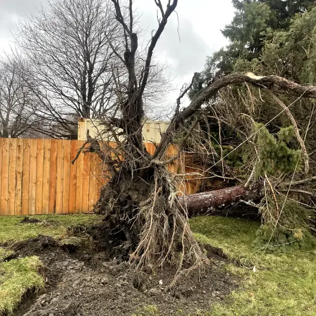 All Photos for Huntsville Tree Service in Huntsville, AL