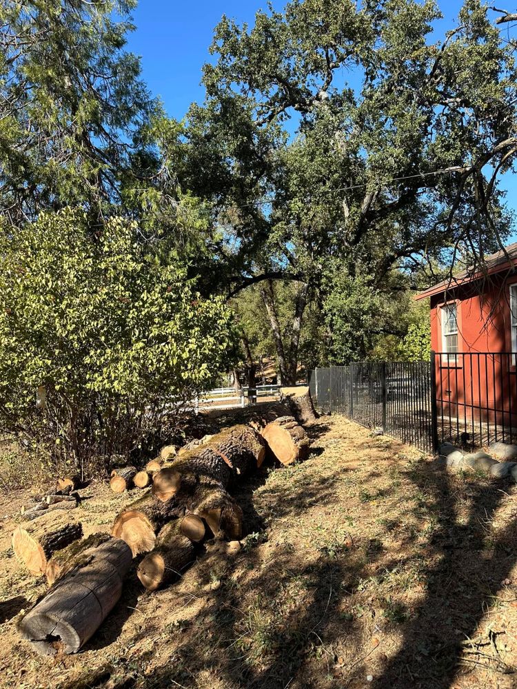 Our Land Clearing service ensures your property is clean and safe, providing efficient fall and spring clean up to remove debris and unwanted vegetation, enhancing the beauty of your landscape. for Tyco Forest Management in Placerville, CA