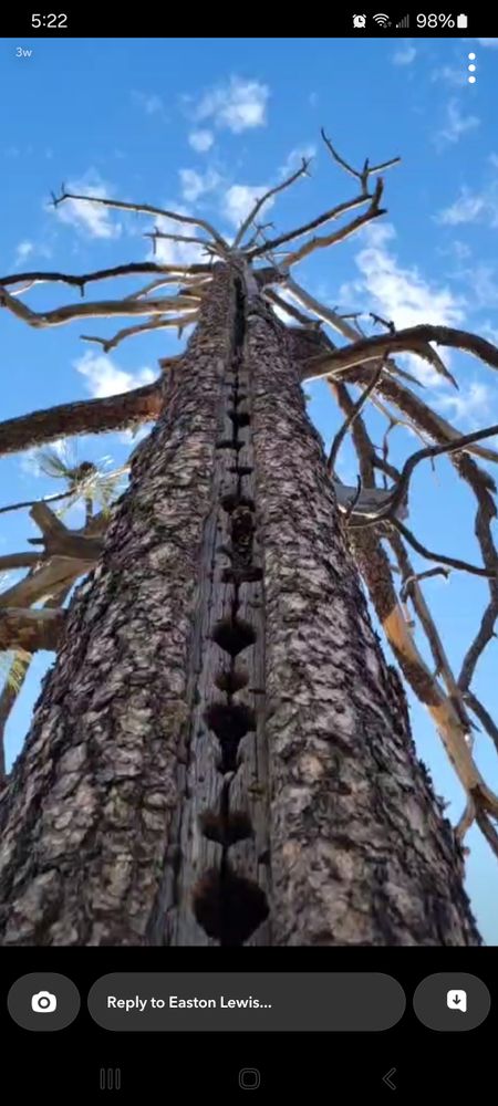 All Photos for StockPro Tree Specialists in Show Low, AZ