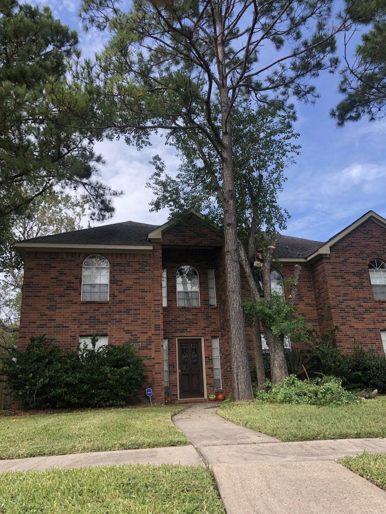 All Photos for Greenfield Tree Services in Manvel, TX