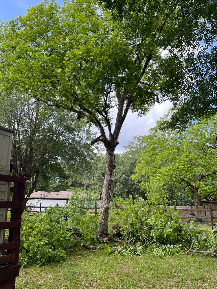 Enhance your property's beauty and safety with our expert tree trimming services. Our skilled team ensures healthy, well-maintained trees, improving curb appeal and landscape vitality for your home. for Southern Venom Services in Daphne, AL