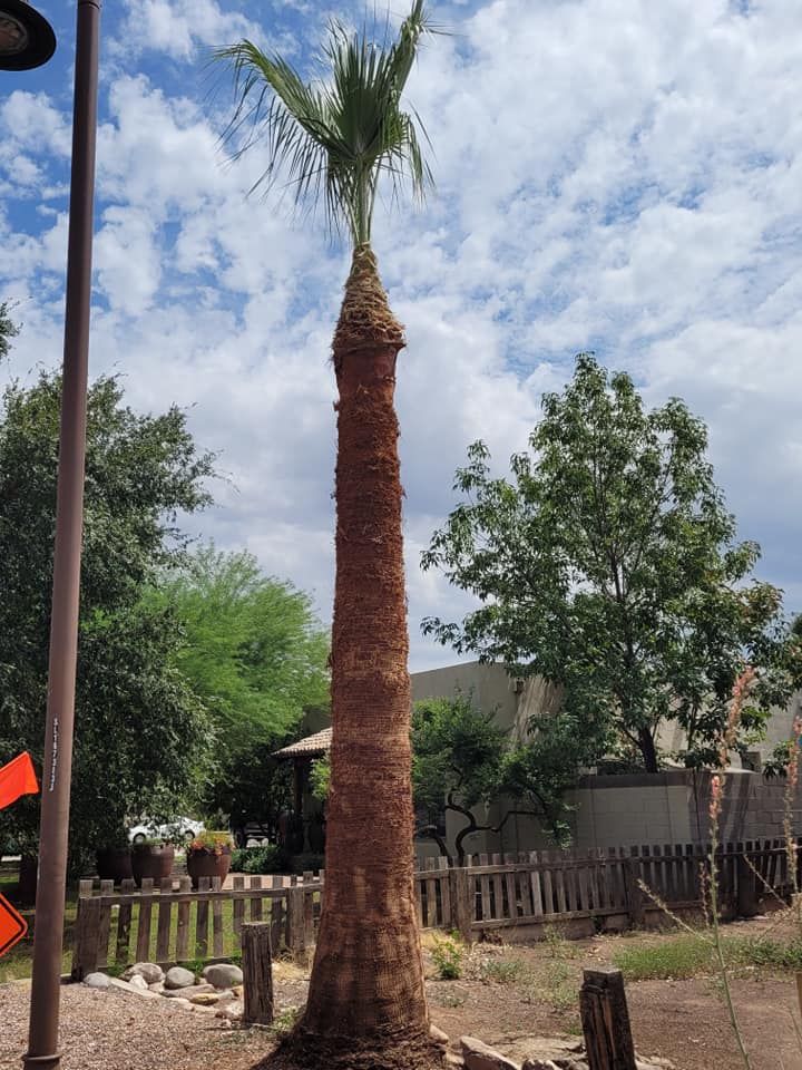 All Photos for Loya's Tree Trimming and Removal in Glendale, AZ