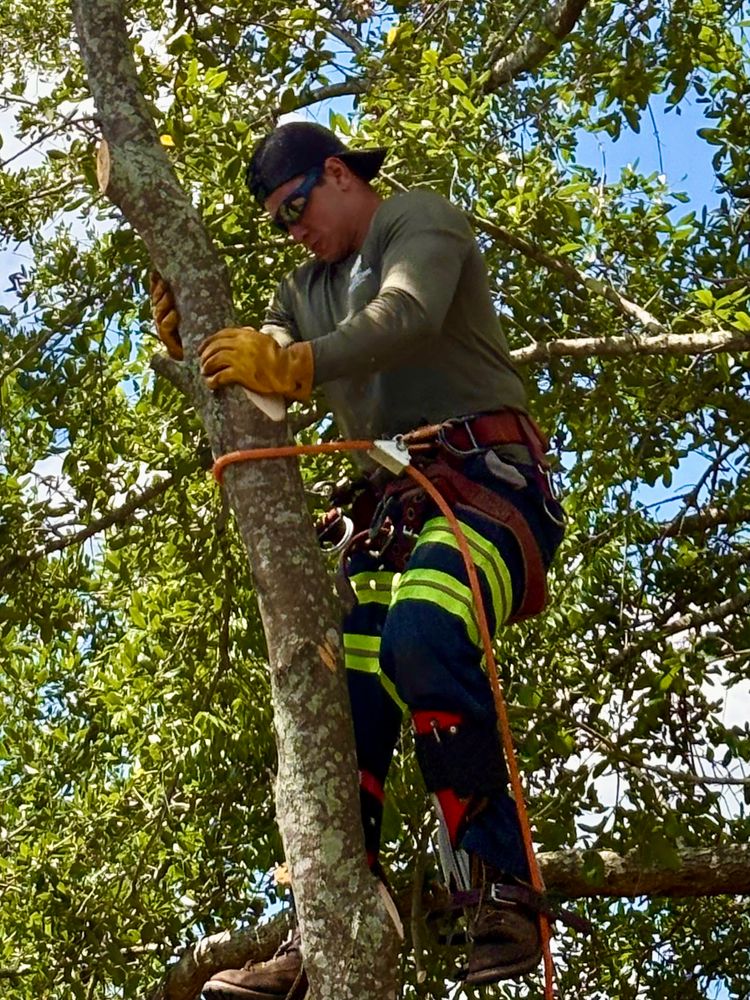 All Photos for Top Notch Tree Experts in Orange Park, FL