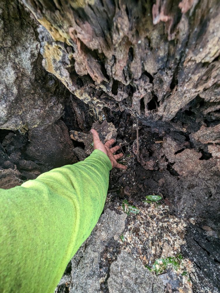 All Photos for Regal Tree Service and Stump Grinding in Wauchula, FL